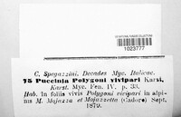 Uromyces polygoni-avicularis image